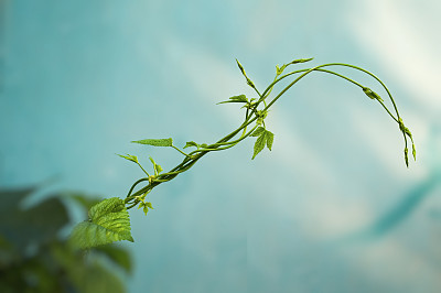 艾薇树枝背景图片下载