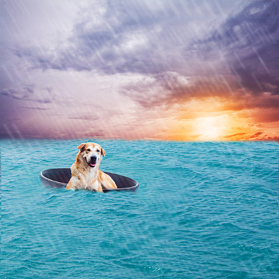 模糊的棕色狗在一只由杯子做成的小船上漂浮在海面上，带着雨的概念。图片下载