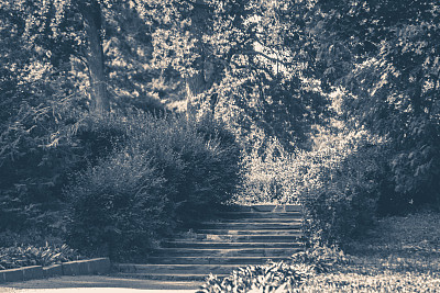 老旧的照片。公园灌木丛森林台阶图片下载