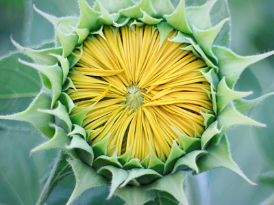 闭门含苞待放的向日葵特写素材图片