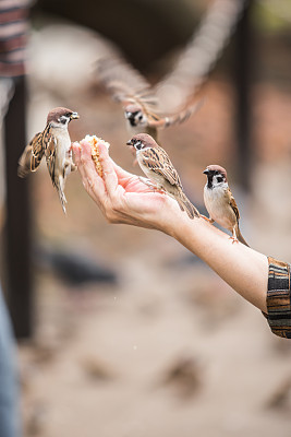 喂一只鸟图片下载