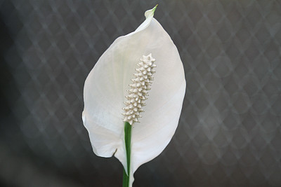 白花，马蹄莲图片下载