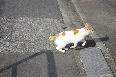 东京街头的流浪猫图片下载