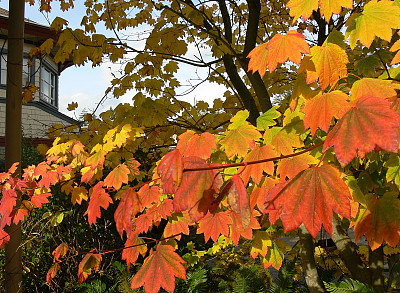 枫叶花环图片下载