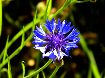 孤独的花朵图片下载