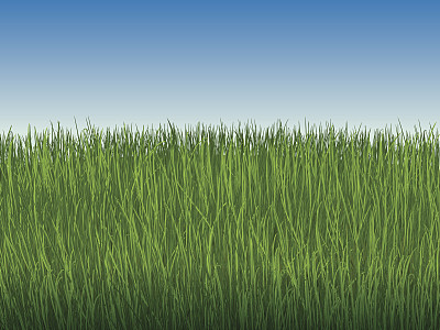 背景是天空和一望无际的绿草图片下载