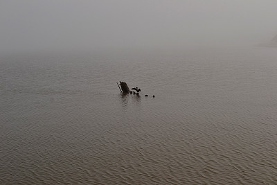 雾中的鸟图片下载