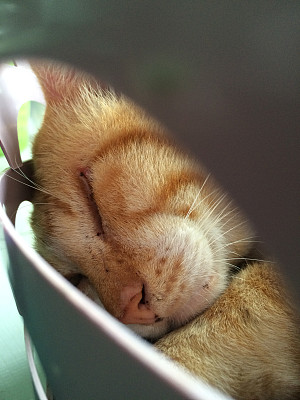 沉睡的猫图片下载