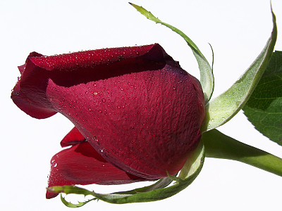 红玫瑰的库存照片图片下载