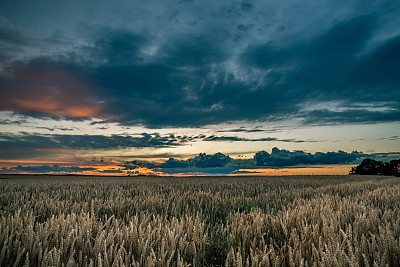 水平照片的玉米田已经几乎干了。这些植物是金黄色的，大大的耳朵里装满了种子。太阳落山后不久，田野上空乌云密布。图片下载