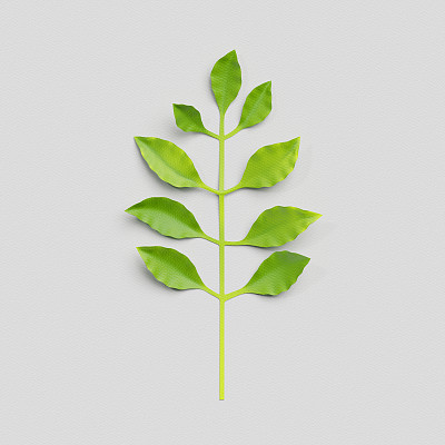 3d渲染，剪纸装饰，绿色热带树叶，孤立的植物剪辑艺术元素图片下载