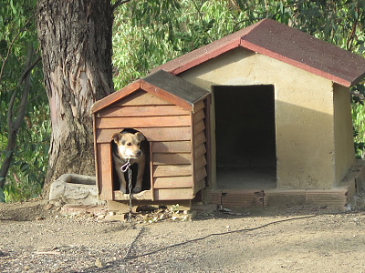 狗躲在很好的附件里，用砖砌成狗窝图片下载