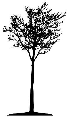 向量树隔离图片下载