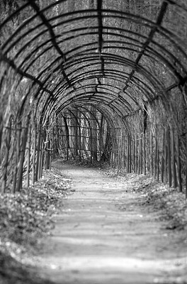 拱在公园图片下载