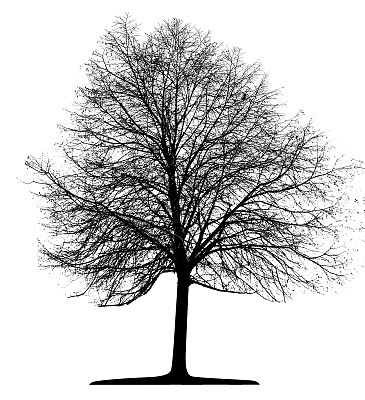 向量树隔离图片下载