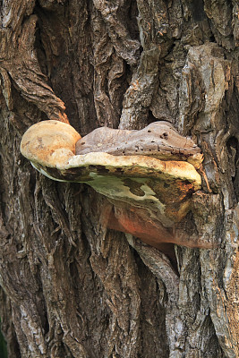 树干上的苔藓图片下载
