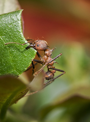 蚂蚁正把绿叶搬到巢里图片下载
