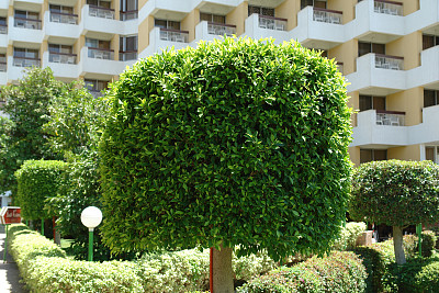 市中心公园图片下载