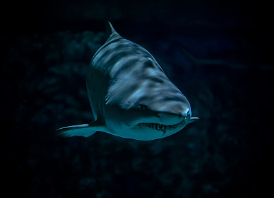 鲨鱼图片下载