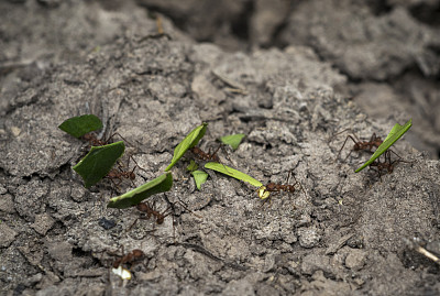 蚂蚁正在把绿色的叶子搬运到它们的巢穴图片下载