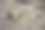 蚂蚁正在把绿色的叶子搬运到它们的巢穴图片下载