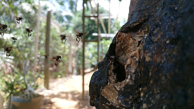 无刺蜜蜂绕着蜂巢入口飞行图片下载