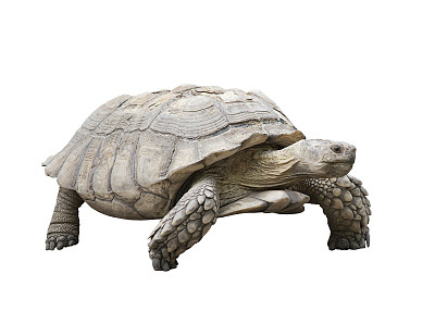 巨大的加拉帕戈斯群岛的乌龟素材图片