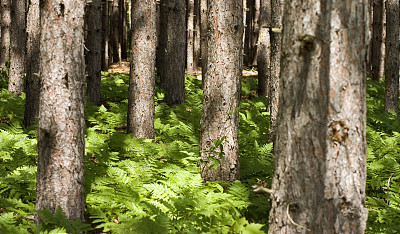 木的阴影图片下载