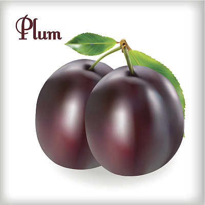 带茎的成熟李子图片下载