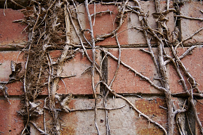 死常春藤……图片下载