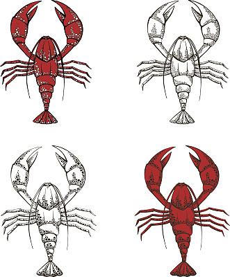 小龙虾在白色背脊上的载体插图的收集图片下载