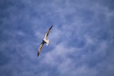 普通的海鸥在蓝天的海面上飞翔图片下载