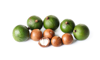 澳洲坚果照片上的白色背景图片下载