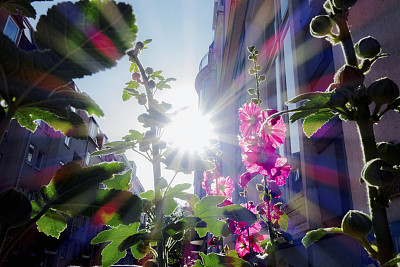 阳光下盛开的花朵图片下载