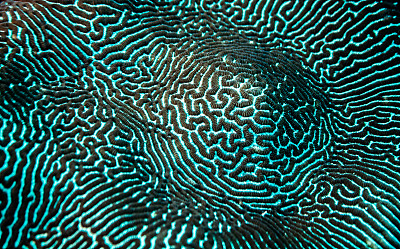 珊瑚纹理图片下载