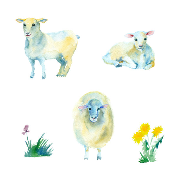 水彩白绵羊。图片下载
