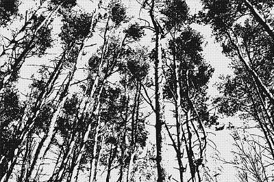 黑色和白色的背景松树图片下载