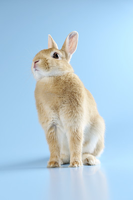 兔子图片下载
