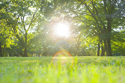 清晨的公园图片下载