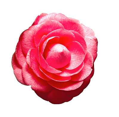 在白色背景上隔离图片下载