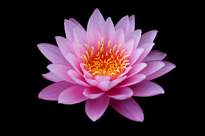 特写盛开的睡莲或荷花孤立在黑色背景。图片下载