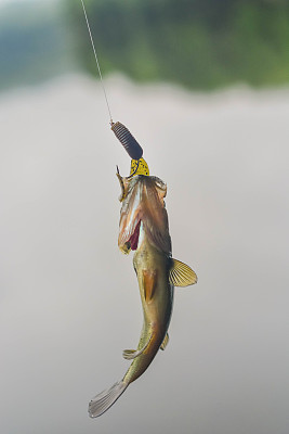 鱼被塑料诱饵捕获图片下载