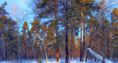 Winter.Forest。松树。图片下载