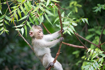 可爱的猴子图片下载