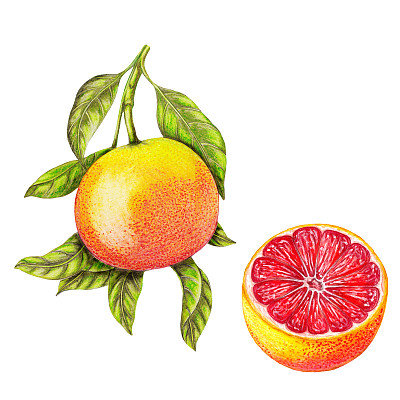 植物插图图片下载