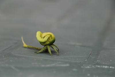 饥饿的毛毛虫图片下载