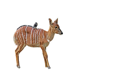 白底黄蝶或尼亚拉黄蝶图片下载