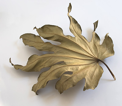 白色背景下的干叶特写镜头图片下载