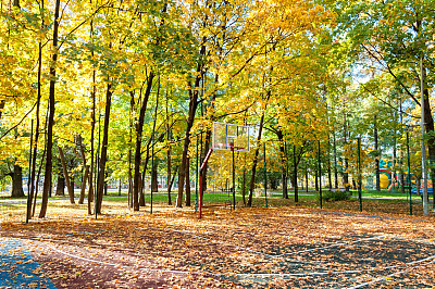 运动场地与背板对印度夏季树叶的背景图片下载