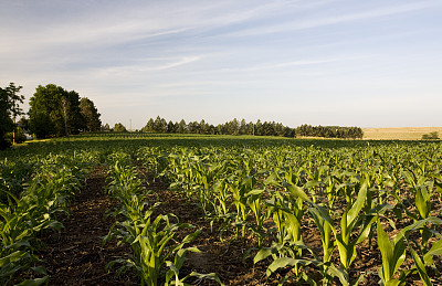 清晨的阳光照耀着旱地上的玉米地。图片下载